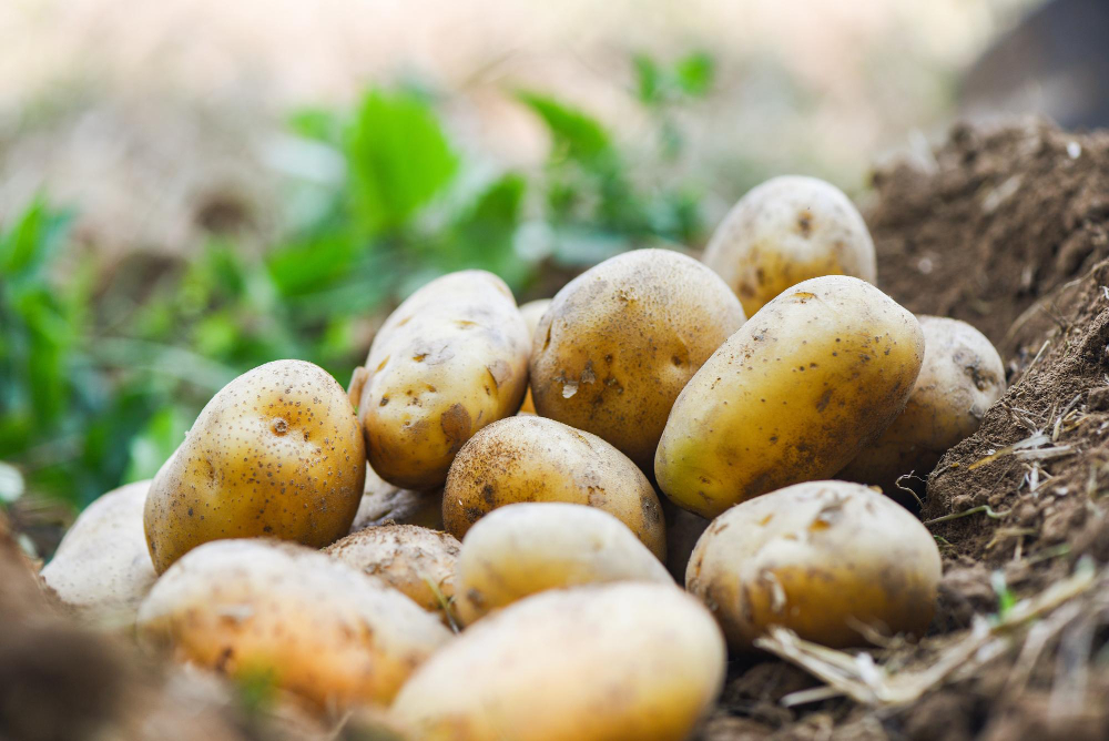 Potato Growing Season