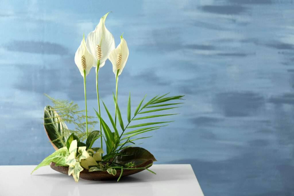 Variegated peace lily