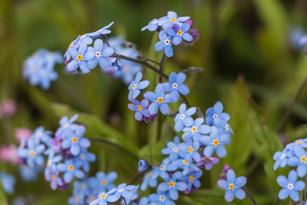 Forget-me-not Local Name Forget-me-not Scientific Name Myosotis sylvatica Lightning Condition Full sun or partial Plant Size 1 ft Flower Color Blue, white, yellow, pink Growing Forget-me-nots in your home garden is a delightful and rewarding experience. These charming flowers, known for their vibrant blue petals and yellow centers, thrive in cool, moist environments. Start by selecting a shaded or partially shaded area in your garden, as they prefer indirect sunlight. The soil should be well-draining yet able to retain moisture. You can enrich the soil with organic matter to improve its quality. Sow the seeds in early spring, lightly covering them with soil. Water them gently and keep the soil consistently moist, but not waterlogged. Forget-me-nots are low-maintenance, but removing spent blooms can encourage a longer flowering period. With proper care, these beautiful blooms will add a splash of color and a touch of whimsy to your garden. Forsythia Local Name Forsythia Scientific Name Forsythia spp. Lightning Condition Full sun or partial Plant Size 2–10 ft Flower Color Yellow Growing Forsythia in your home garden is a delightful way to add a splash of bright yellow to your spring landscape. To ensure success, start by choosing a sunny location, as Forsythia thrives in full sun. These hardy shrubs prefer well-drained soil, so consider amending your soil with organic matter if it's too clayey or sandy. When planting, ensure the hole is twice as wide as the root ball but not deeper, to encourage root growth. Water the plant regularly, especially during dry spells, to establish a strong root system. Forsythia doesn't require frequent fertilization, but a balanced, all-purpose fertilizer applied in early spring can promote healthy growth. Pruning is important for Forsythia; do it just after flowering to maintain shape and encourage blooming for the next season. With minimal care, these vibrant shrubs will become a highlight in your garden each spring. Fragrant sumac Local Name Fragrant sumac Scientific Name Rhus aromatica Lightning Condition Full sun or partial Plant Size 3-5 ft Flower Color Inconspicuous, yellow Growing Fragrant Sumac (Rhus aromatica) in your home garden is a rewarding experience due to its attractive foliage and ease of care. Start by choosing a sunny to partially shaded location with well-draining soil, as Fragrant Sumac thrives in a variety of soil types but does not tolerate waterlogged conditions. Planting in spring or fall is ideal. This hardy shrub requires minimal watering once established, making it a great choice for drought-tolerant landscapes. It's also fairly low- conservation when it comes to fertilization; a light operation of a balanced toxin in early spring is sufficient. Pruning isn't necessary for the health of the factory, but if you wish to shape it or control its size, do so in late downtime or early spring before new growth begins. Ambrosial Sumac is flexible to utmost pests and conditions, making it a hassle-free addition to your theater . Enjoy its ambrosial leaves and vibrant fall colors! Freesia Local Name Freesia Scientific Name Freesia spp. Lightning Condition Full sun or partial Plant Size 1-2 ft Flower Color Pink, red, white, yellow, orange, blue, purple Growing Freesia flowers in your home garden can add a splash of color and sweet fragrance to your outdoor space. To start, choose a sunny spot, as Freesias thrive in full sunlight and well-drained soil. Plant the bulbs, known as corms, in the fall, placing them about 2 inches deep and 3 inches apart. Freesias prefer a slightly acidic to neutral soil pH. Water the corms sparingly until they sprout, then increase watering as they grow. Freesias typically bloom in the spring, offering a range of colors from whites and yellows to pinks and reds. To encourage more blooms, you can apply a balanced, slow-release fertilizer as they start to grow. Remember to protect them from frost, and in colder climates, consider planting in pots to move indoors during winter. Regularly deadheading spent flowers can prolong the blooming period and keep your Freesias looking their best. French lavender Local Name French lavender Scientific Name Lavandula dentata Lightning Condition Full sun Plant Size 23-36 inches Flower Color Purple Growing French lavender in your home garden is a delightful and fragrant endeavor. To start, choose a sunny spot as French lavender thrives in full sunlight and well-drained soil. Planting in raised beds or gravelly soil can help ensure proper drainage. Lavender prefers slightly alkaline soil, so you might need to amend your soil with lime if it is too acidic. When planting, space the lavender plants about 18 to 24 inches apart to allow for air circulation, which is crucial for preventing mold and mildew. Water the plants sparingly; overwatering can harm them more than under-watering. French lavender is drought-tolerant once established, so it requires minimal watering. To encourage bushier growth and more blooms, prune the plants lightly in the spring. Lastly, protect your lavender from harsh winter conditions by mulching or covering them, especially in areas with severe frost. With proper care, your French lavender will reward you with its aromatic blooms and bring a touch of Provence to your garden. Verbenaceae Local Name Verbenaceae Scientific Name Phyla nodiflora Lightning Condition Full sun to partial shade Plant Size 3-6 inches Flower Color White and light purple Growing Verbenaceae flowers, commonly known as verbena, in your home garden is a delightful way to add vibrant color and attract pollinators. These sun- loving shops thrive in well- drained soil and should be placed in an area that receives full sun for utmost of the day. Before planting, enrich the soil with organic compost to insure healthy growth. Water the verbena regularly, but be cautious not to overwater, as they prefer slightly dry conditions. Deadheading or removing spent blooms will encourage more flowers to grow. For best results, use a balanced, slow-release fertilizer in early spring to support their growth. Regular monitoring for pests and diseases is also essential to maintain the health of your Verbenaceae flowers. With proper care, these beautiful plants will bloom profusely and add a touch of elegance to your garden. Fumewort Local Name Fumewort Scientific Name Corydalis canadensis Lightning Condition Shade to partial sun Plant Size 12-18 inches Flower Color Blue, pink, purple, white, yellow Growing Fumewort (Corydalis solida) in your home garden can be a delightful experience, adding a touch of delicate beauty with its vibrant flowers. Start by selecting a partially shaded area, as Fumewort thrives in light shade. The soil should be well- draining and rich in organic matter. Plant the tubers in the afterlife, placing them about 2 elevation deep and 4 to 6 elevation piecemeal. Fumewort requires minimal maintenance. Water the plants regularly, especially during dry periods, but avoid overwatering as this can lead to rot. Fumewort doesn't usually need fertilization if planted in rich soil. As spring-flowering plants, they'll bloom beautifully in early spring, offering a carpet of color. After flowering, the plants will die back, and you can leave the area undisturbed until the next blooming season. With these simple steps, your garden will be graced with the charming presence of Fumewort flowers. Fuchsia Local Name Fuchsia Scientific Name Fuchsia (Group) Lightning Condition Partial shade Plant Size 1-2 ft Flower Color Red, pink, white, violet, purple Growing Fuchsia flowers in your home garden can add a vibrant splash of color and beauty. To successfully cultivate these flowers, start by choosing a location that offers partial shade, as Fuchsias thrive in cooler conditions and can be damaged by intense afternoon sun. They prefer rich, well-draining soil with a slightly acidic to neutral pH. When planting, ensure the root ball is level with the soil surface and space the plants about 12-18 inches apart to allow for growth. Regular watering is essential, particularly during dry periods, but avoid waterlogging the soil. Fuchsias benefit from a balanced, water-soluble fertilizer applied every few weeks during the growing season. Deadheading spent flowers encourages more blooms. In colder climates, protect these perennials in winter or grow them as annuals. With proper care, your Fuchsias will produce their distinctive and beautiful blooms, enhancing the aesthetics of your garden. Galaxy Petunia Local Name Galaxy Petunia Scientific Name Petunia 'Night Sky' Lightning Condition Full sun Plant Size 14-16 inches Flower Color Purple, white Growing Galaxy Petunias, known for their stunning, starry patterns, can add a cosmic touch to your home garden. Start by choosing a sunny spot, as these flowers thrive in bright light. Plant the seeds or seedlings by well- draining soil, icing they're spaced about 12 elevation piecemeal to allow for growth. Regular watering is crucial, but avoid overwatering; the soil should be wettish, not soppy. Fertilize them every few weeks with a balanced, water-soluble fertilizer to encourage robust growth and blooming. As they grow, pinch off the tips of the plants to promote bushier growth and more flowers. Deadhead spent blooms regularly to maintain the plant’s energy for producing new flowers. With proper care, Galaxy Petunias will reward you with a mesmerizing display all summer long. Garden phlox Local Name Garden phlox Scientific Name Phlox paniculata Lightning Condition Full sun or partial Plant Size 2-4 ft Flower Color Lavender, lilac, pink, purple, salmon, white Garden phlox (Phlox paniculata) is a vibrant and fragrant perennial that adds a splash of color to your home garden. To successfully grow these flowers, start by selecting a location with full to partial sunlight and well-drained soil. Before planting, enrich the soil with compost to ensure rich nutrients. Plant the phlox in spring or early fall, spacing them about 1 to 2 feet apart to allow for air circulation, which helps prevent disease. Regular watering is crucial, especially during dry spells, but be careful not to overwater as phlox is susceptible to root rot. Mulching around the plants can help retain moisture and control weeds. For a fuller growth and more blooms, fertilize with a balanced flower fertilizer in early spring. Deadhead spent blooms to encourage new ones and cut back the stems after flowering to maintain a tidy appearance. With proper care, Garden phlox will reward you with a bounty of colorful blooms and a delightful fragrance throughout the summer. Gardenia Local Name Gardenia Scientific Name Gardenia jasminoides Lightning Condition Partial sun Plant Size 5-6 ft Flower Color White Gardenias, with their fragrant white flowers and lush green leaves, are a popular choice for home gardens. To grow gardenias successfully, start by choosing a location that receives partial shade, as they thrive in warm, but not overly sunny conditions. Gardenias prefer well-draining, acidic soil, so it's important to ensure the soil pH is between 5.0 and 6.0. Adding organic matter like peat moss can help achieve this. Regular watering is crucial, especially during dry spells, but avoid waterlogging the soil. Feed them with an acid-forming fertilizer or a fertilizer specifically designed for gardenias. Pruning should be done after the plant blooms to maintain shape and encourage new growth. Lastly, protect your gardenias from pests like aphids and spider mites by using appropriate, gentle insecticides if necessary. With proper care, gardenias can be a stunning addition to your home garden, filling it with fragrance and beauty. Blazing star Local Name Blazing star Scientific Name Liatris spicata 'Kobold' Lightning Condition Full sun Plant Size 18-30 inches Flower Color Purple Growing Blazing Star flowers, also known as Liatris, in your home garden is a delightful way to add a splash of color and attract pollinators. These perennial plants thrive in full sun and well-drained soil. Start by choosing a sunny spot in your garden and prepare the soil by loosening it and adding some compost for nutrients. Plant the Liatris bulbs in the spring, spacing them about 12 to 15 inches apart to give them room to grow. Water the plants regularly, especially during dry spells, but be careful not to overwater as they prefer slightly dry conditions. As the plants establish, they require minimal care. Deadhead spent flowers to encourage more blooms and divide the plants every few years to maintain their vigor. With their tall, striking spikes of purple flowers, Blazing Stars will be a stunning addition to your garden from summer to fall. Hardy geranium Local Name Hardy geranium Scientific Name Geranium spp. Lightning Condition Full sun or partial Plant Size 6–36 inches Flower Color Blue, lavender, pink, purple, white Growing Hardy geraniums in your home garden is a delightful and rewarding experience. These resilient and versatile perennials, often known for their vibrant blooms and attractive foliage, thrive in a variety of conditions, making them an excellent choice for gardeners of all levels. To start, choose a location that offers partial to full sunlight, although some varieties can tolerate more shade. Ensure the soil is well-drained and rich in organic matter, as Hardy geraniums prefer moist but not waterlogged conditions. Planting can be done in spring or early fall, allowing the roots to establish before extreme weather conditions. Regular watering is essential, especially during dry periods, but be careful not to overwater. These plants benefit from occasional fertilizing with a balanced, all-purpose garden fertilizer. Pruning and deadheading spent blooms will encourage new growth and more abundant flowering. With minimal maintenance, Hardy geraniums can become a long-lasting and vibrant addition to your garden. Gerbera daisy Local Name Gerbera daisy Scientific Name Gerbera jamesonii Lightning Condition Full sun or partial Plant Size 10–18 inches Flower Color Red, yellow, orange, pink, white Growing Gerbera daisies in your home garden can add a vibrant splash of color and joy. These lovely flowers thrive best in well-drained soil and require a sunny location with at least six hours of direct sunlight per day. It's crucial to maintain a balance in watering; keep the soil consistently moist but not waterlogged. Overwatering can lead to root rot, so ensure good drainage. Fertilizing them every other week with a balanced fertilizer will promote healthy growth and abundant blooms. Deadheading, or removing spent flowers, encourages new blooms and keeps your plants looking fresh. In colder climates, Gerbera daisies can be grown as annuals or potted and brought indoors during winter to protect them from frost. With these care tips, your Gerbera daisies will be a delightful addition to your garden. Chamomile Local Name Chamomile Scientific Name Matricaria recutita Lightning Condition Full sun Plant Size 8–24 inches Flower Color White Growing chamomile in your home garden is a delightful and rewarding experience. Chamomile, known for its dainty, daisy-like flowers and aromatic leaves, thrives best in a sunny spot with well-drained soil. To start, sow the seeds directly into the ground in spring, after the danger of frost has passed, or start them indoors about six weeks before the last frost date. Space the seeds or seedlings about 6 to 8 inches apart to allow for growth and air circulation. Chamomile is drought-tolerant once established, but regular watering during dry spells will encourage more robust growth. It's a low-maintenance plant, requiring little fertilization. As the flowers bloom, usually by midsummer, you can harvest them for tea or leave some to reseed for next year's growth. Remember, chamomile attracts beneficial insects and is a great companion plant in a garden ecosystem. White trout lily Local Name White trout lily Scientific Name Erythronium albidum Lightning Condition Partial sun or shade Plant Size 6–12 inches Flower Color White Growing White Trout Lily flowers in your home garden can be a rewarding experience. These delicate, spring-blooming perennials thrive in shady, moist environments, mimicking their natural woodland habitat. To start, choose a location with dappled sunlight or partial shade, ensuring the soil is rich, well-draining, and remains consistently moist. Plant the bulbs in the fall, about 3-5 inches deep and spaced approximately 4 inches apart. White Trout Lilies are slow to establish and may take a many times to flower, but once they do, they will spread and acclimatize over time. During the growing season, keep the soil wettish but not doused , and consider adding a subcaste of mulch to retain humidity and suppress weeds. Fertilizing is generally not necessary as these shops are well- acclimated to low- nutrient soils. With patience and the right conditions, your garden will be graced with the charming beauty of White Trout Lilies. Globe Amaranth Local Name Globe Amaranth Scientific Name Gomphrena spp. Lightning Condition Full sun Plant Size 6-24 inches Flower Color Pink, purple, white, red, orange Globe Amaranth, with its vibrant, clover-like blooms, is a splendid addition to any home garden. To grow these hardy flowers, select a sunny spot as they thrive in full sun and well-drained soil. Start by sowing seeds indoors in early spring, or directly into the garden after the last frost. Ensure the soil is kept moist, but not waterlogged, during germination. Once seedlings emerge, thin them to about 6 inches apart to give each plant ample space to grow. Globe Amaranth is drought-tolerant, requiring moderate watering once established. Regular deadheading will encourage more blooms. These flowers are low-maintenance, resistant to pests, and perfect for borders or as cut flowers for indoor arrangements. With minimal care, they'll reward you with a burst of color throughout the summer and into fall. Gomphrena globosa Local Name Globe amaranth Scientific Name Gomphrena globosa Lightning Condition Full sun Plant Size 12-24 inches Flower Color Pink, yellow, white Growing Gomphrena globosa, commonly known as globe amaranth, in your home garden is a delightful way to add a splash of color and charm. These hardy annuals thrive in warm climates and prefer full sun exposure. To start, choose a well-draining soil, as Gomphrena globosa does not tolerate waterlogged conditions. Plant the seeds after the last frost, distance them about 6- 12 elevation piecemeal to allow for proper growth. Regular watering is essential, especially during dry spells, but be careful not to overwater. These flowers are fairly low- conservation, taking minimum fertilization. Deadheading, or removing spent blooms, can encourage more flowering. As they are resistant to pests and diseases, globe amaranth is an excellent choice for gardeners of all skill levels, adding vibrant colors ranging from pink to purple, red, and white to your garden palette. Globe thistle Local Name Globe thistle Scientific Name Echinops spp. Lightning Condition Full sun Plant Size 2-5 ft Flower Color Blue, purple, white Growing Globe thistle (Echinops) in your home garden is a straightforward process that rewards you with striking, spherical blue or violet flowers. To start, choose a location that receives full sun, as Globe thistles thrive in bright light. These plants prefer well-drained soil, so if your garden tends to be clayey or retains moisture, consider amending the soil with sand or organic matter to improve drainage. Planting should be done in the spring after the risk of frost has passed. Space the plants about 18 to 24 inches apart to give them enough room to grow. Globe thistles are drought-tolerant once established, requiring minimal watering. However, during their first growing season, ensure they receive adequate water to establish a strong root system. Fertilization isn't generally necessary, but a light application of a balanced fertilizer in early spring can promote healthier growth. Lastly, deadheading spent blooms will encourage new flowers and prevent the plant from self-seeding excessively. With minimal care, Globe thistles can become a stunning and low-maintenance addition to your garden. Golden Alexander Local Name Golden Alexander Scientific Name Zizia aurea Lightning Condition Full sun or partial Plant Size 1-2 ft Flower Color Yellow Growing Golden Alexander flowers in your home garden is a rewarding endeavor. These vibrant, yellow-flowered perennials thrive best in well-drained soil and partial to full sun exposure. Start by selecting a suitable location in your garden that receives adequate sunlight. Prepare the soil by loosening it and adding organic compost to enrich it. Plant the Golden Alexander seeds or seedlings in the spring, spacing them about 12 to 18 inches apart to allow for proper growth. Regular watering is crucial, especially during dry spells, but be careful not to overwater. Mulching around the plants can help retain moisture and suppress weeds. Golden Alexanders are relatively low-maintenance and are resistant to most pests and diseases. For a lush display, deadhead spent blooms to encourage new growth. With proper care, these flowers will brighten your garden from late spring to early summer, attracting butterflies and beneficial pollinators. Golden barberry Local Name Golden barberry Scientific Name Berberis thunbergii 'Aurea' Lightning Condition Full sun or partial Plant Size 3–4 ft Flower Color Yellow Growing Golden Barberry in your home garden can be a rewarding experience due to its vibrant foliage and ease of care. To start, select a location with full sun to partial shade, as this plant thrives in a range of light conditions. The soil should be well-draining and slightly acidic to neutral in pH. When planting, ensure that the root ball is level with the ground surface and spaced adequately from other plants, as Golden Barberry can spread. Regular watering is crucial, especially during dry spells, but avoid overwatering to prevent root rot. Mulching helps retain soil moisture and suppresses weeds. Prune annually to maintain shape and encourage new growth. With these simple steps, your Golden Barberry will add a splash of color to your garden throughout the year. Golden dead nettle Local Name Golden dead nettle Scientific Name Lamium galeobdolon Lightning Condition Partial sun or shade Plant Size 1–2 ft Flower Color Yellow flecked with orange or brown Growing Golden Dead Nettle (Lamium galeobdolon) in your home garden is a rewarding and relatively easy process. This shade-loving perennial is known for its vibrant yellow flowers and attractive foliage. To start, choose a location that receives partial to full shade, as too much sunlight can scorch the leaves. The soil should be well-draining and enriched with organic matter to encourage healthy growth. Planting in the spring or fall is ideal, allowing the plant to establish itself during milder temperatures. Water the Golden Dead Nettle regularly to keep the soil consistently moist but not waterlogged. Mulching around the plant can help retain moisture and suppress weeds. Fertilize lightly in the spring to promote lush foliage and abundant flowering. Regularly deadhead spent flowers to encourage more blooms and prevent self-seeding if you wish to control its spread. With minimal maintenance, Golden Dead Nettle will thrive and add a touch of color to your garden's shaded areas. Golden goddess philodendron Local Name Golden goddess philodendron Scientific Name Philodendron 'golden goddess' Lightning Condition Partial sun Plant Size 6 ft Flower Color Green, white Growing Golden Goddess Philodendron in your home garden can be a delightful experience. This tropical plant thrives in warm, humid environments, making it ideal for indoor gardens. Start by selecting a location with bright, indirect light, as direct sunlight can scorch its leaves. Plant your Golden Goddess in well-draining soil, and ensure the pot has drainage holes to prevent waterlogging. Water the plant when the top inch of soil feels dry, but be careful not to overwater. Philodendrons enjoy high humidity, so consider placing a humidifier nearby or regularly misting the leaves. Fertilize monthly during the growing season with a balanced, water-soluble fertilizer. Finally, prune any yellow or damaged leaves to keep the plant healthy and encourage new growth. With proper care, your Golden Goddess Philodendron will thrive and add a vibrant touch of green to your home garden. 'Golden Oriole' azalea Local Name 'Golden Oriole' azalea Scientific Name Rhododendron 'Golden Oriole' Lightning Condition Full sun or partial Plant Size 6 ft Flower Color Orange and yellow Growing 'Golden Oriole' azaleas in your home garden can be a rewarding experience, as these beautiful shrubs are known for their vibrant golden-yellow flowers. To ensure their successful growth, start by choosing a location that provides partial shade, as too much direct sunlight can damage the leaves and flowers. Azaleas thrive in acidic, well-drained soil, so consider testing your soil's pH and amend it if necessary. Planting in the spring or early fall is ideal, as this allows the plants to establish themselves during milder temperatures. Water your azaleas regularly, especially during dry spells, to keep the soil consistently moist but not waterlogged. Mulching around the base can help retain moisture and regulate soil temperature. Pruning is not usually necessary, but if you do, do it right after they finish blooming to avoid cutting off next year's buds. With proper care and attention, 'Golden Oriole' azaleas will brighten your garden with their stunning blooms each spring. Goldenrod Local Name Goldenrod Scientific Name Solidago spp. Lightning Condition Full sun or partial Plant Size 1.5–5 ft Flower Color Yellow Goldenrod, a vibrant perennial known for its bright yellow flowers, is a delightful addition to any home garden. To successfully grow Goldenrod, select a sunny spot with well-drained soil, as it thrives in full sun and doesn't tolerate soggy roots. Plant Goldenrod in spring or fall, spacing plants about 1 to 2 feet apart to allow room for growth. Water them regularly during the first growing season to establish a deep, extensive root system, but once established, Goldenrod is quite drought-tolerant. Fertilize lightly in the spring and trim back the plants in late fall or early spring to encourage bushier growth. Watch for pests like aphids, and treat them promptly if they appear. With minimal care, Goldenrod will reward you with a spectacular display of golden blooms from late summer to fall, attracting butterflies and other pollinators to your garden. 