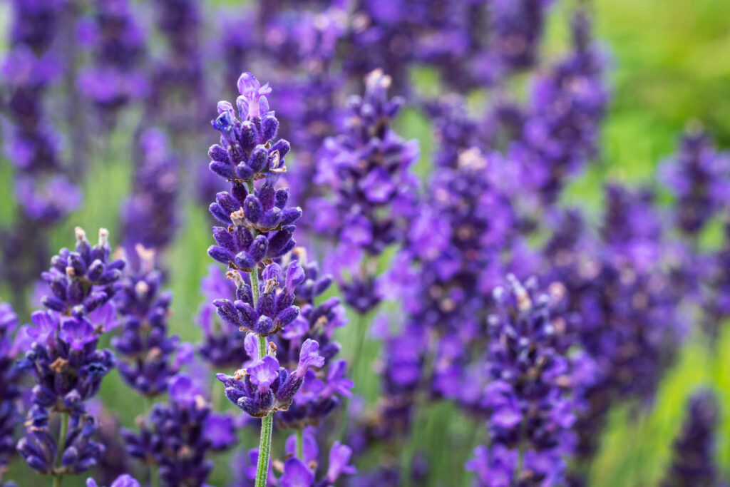 French lavender