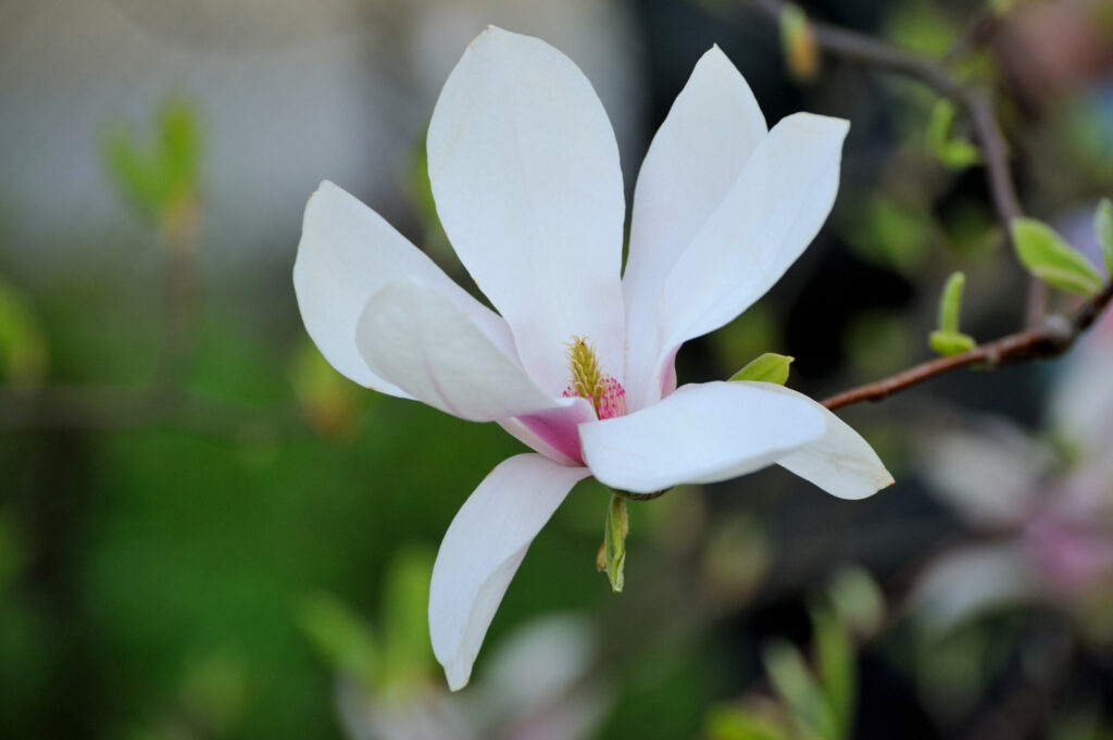 Lily magnolia