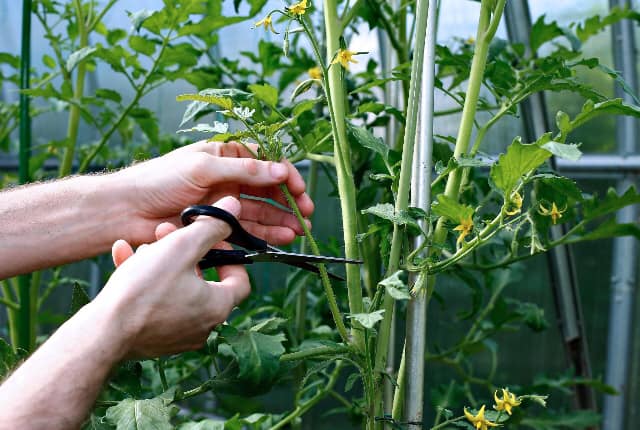 Pruning and Supporting: How to Boost Potted Tomato Yield