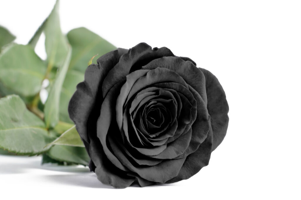 Black magic rose