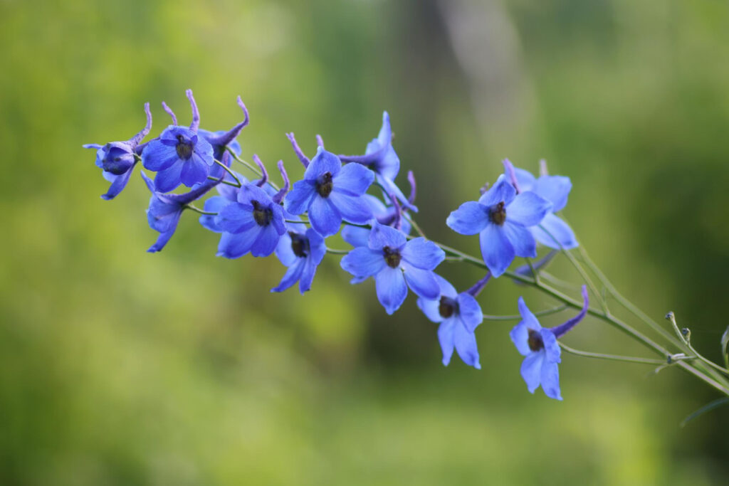 Blue Spur Flower