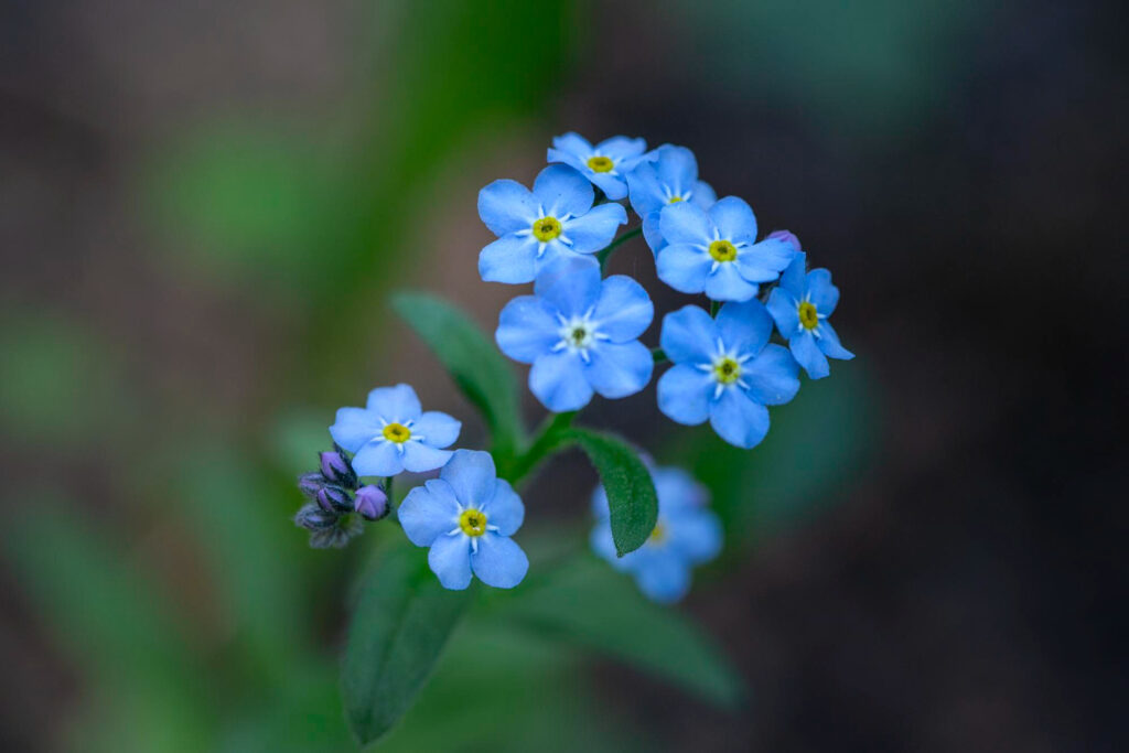 Chinese forget-me-not