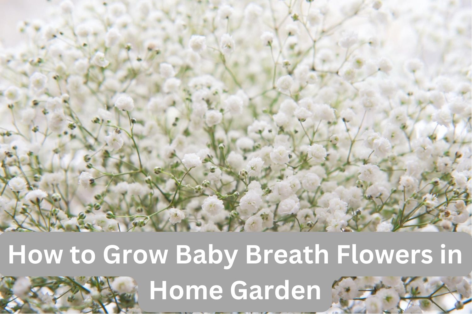 Baby Breath Flowers