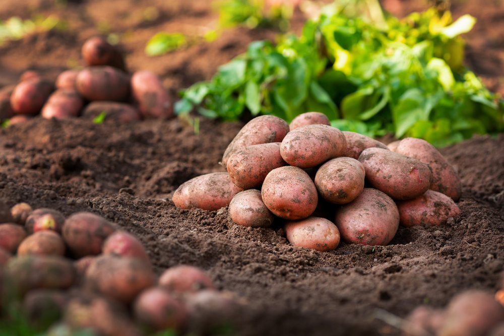 10 Tips for a Larger Potato Harvest in Your Garden