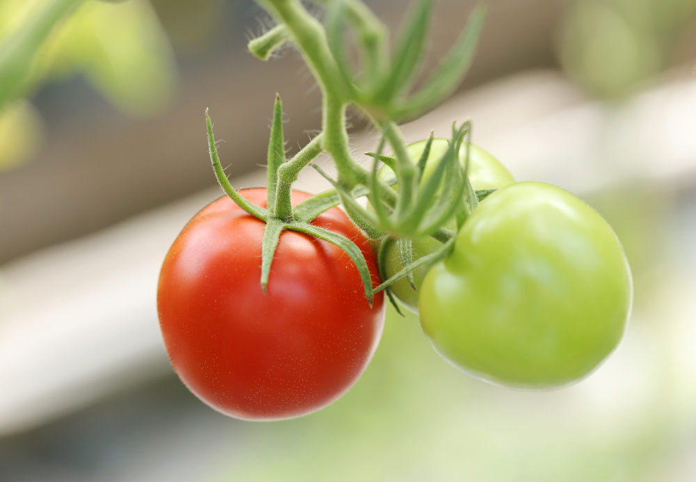 The dos and don'ts of container gardening tomatoes