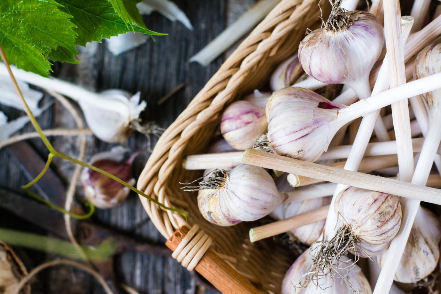Battling Bugs in Garlic: Discover Effective Solutions