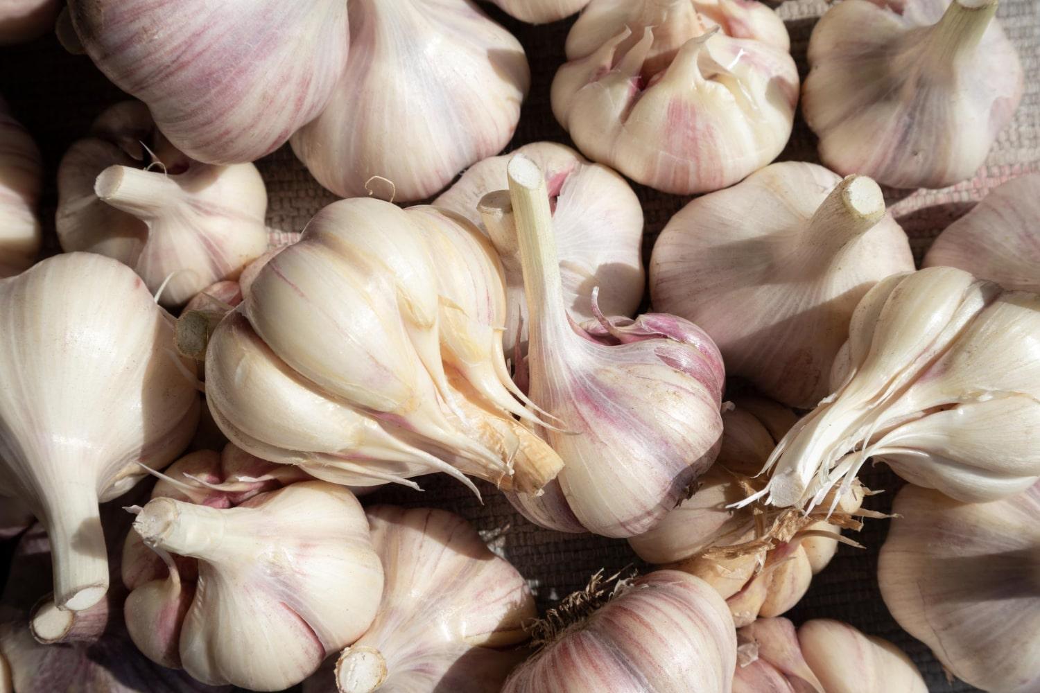 Garlic Pest Control: Easy Fixes for a Healthy Crop