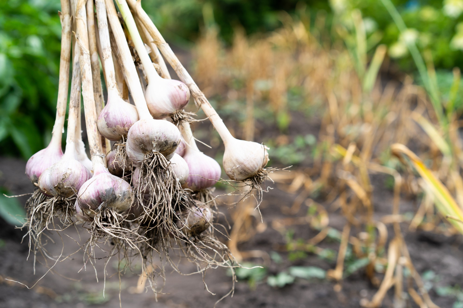 Common Garlic Garden Problems and Easy Solutions